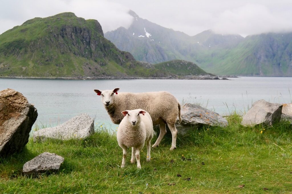 lamb in the meadow